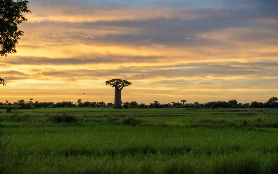 nova espécie de baobá descoberta em Madagascar