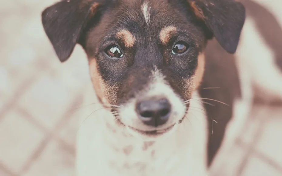 Cães entendem quando estamos felizes ou tristes só de olhar para o nosso rosto, diz estudo