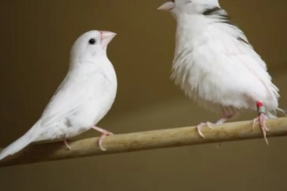 canto pássaros baleias padrões linguagem humana estudo