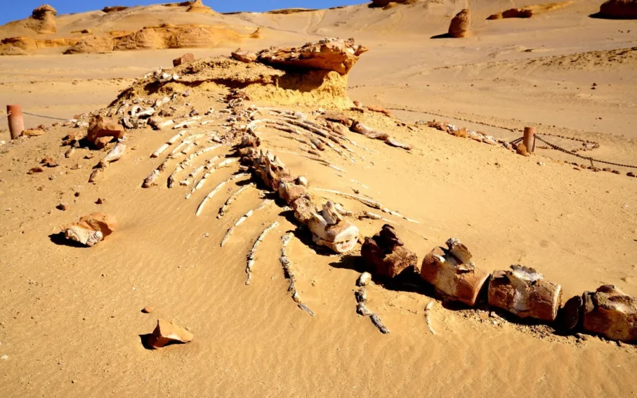 cemitério de tubarões deserto Egito fósseis