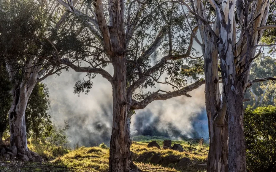 cientistas revisam experiência floresta 30 anos esquecida