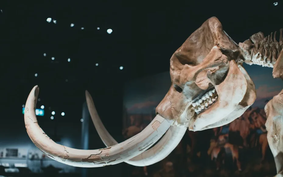 Denisovanos fósseis altos sapiens