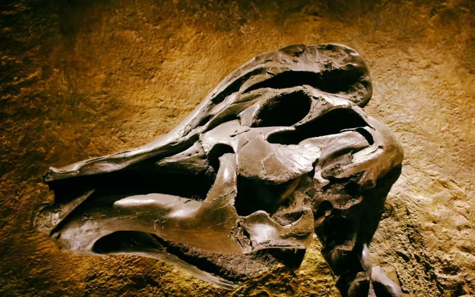 Homo floresiensis hobbit pelve andar parecido humano estudo