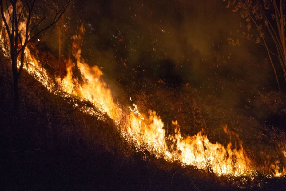 IA antecipar incêndios florestais