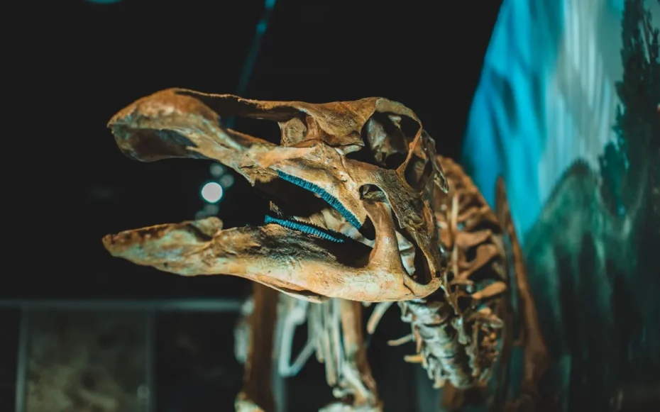 pelve de neandertais parto e caminhada