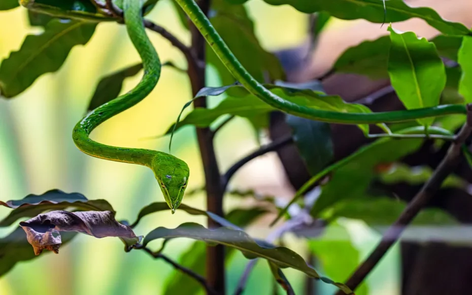 Nova espécie de cobra Nova Guiné Slash