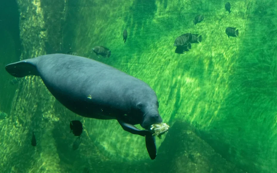 Peixes-boi se refugiam na usina da Flórida no inverno